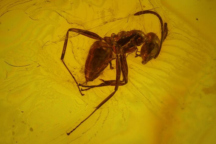 Detailed Fossil Ant (Formicidae) In Baltic Amber #135082